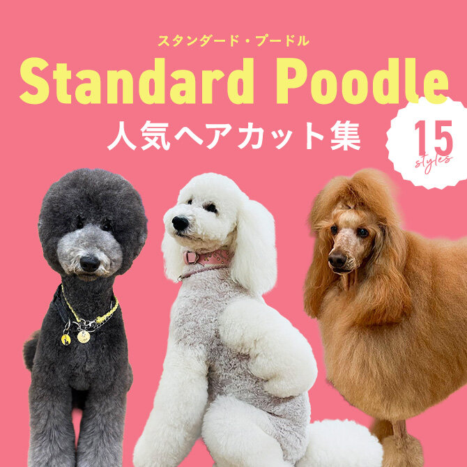 【スタンダードプードルの人気カット集】トリミングの参考になるかわいいカット15選
