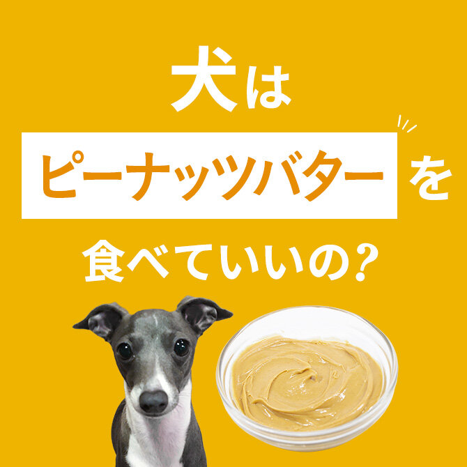 犬はピーナッツバターを食べても大丈夫！正しい与え方と注意点【獣医師監修】