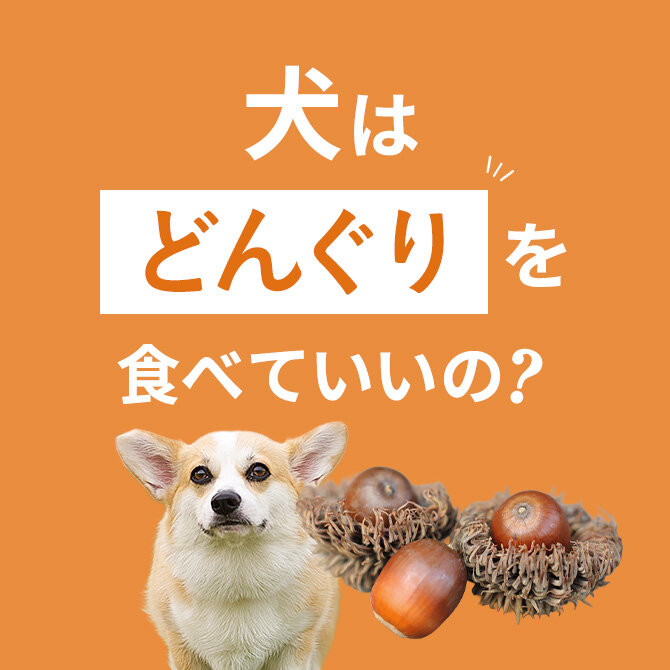 犬はどんぐりを食べても大丈夫？食べた場合の注意点【獣医師監修】