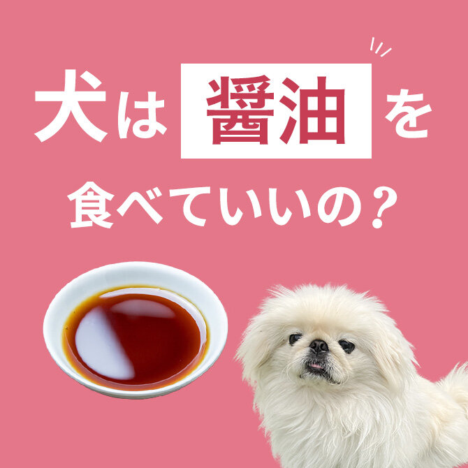 犬は醤油を食べても大丈夫？飲んだ場合の注意点【獣医師監修】