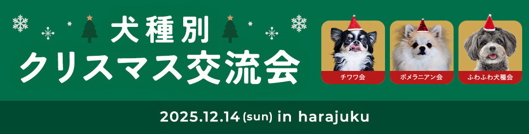 【犬種別クリスマス交流会】今年のnowaクリスマスは、チワワ・ポメラニアン・ふわふわ犬種会を12月14日に開催！