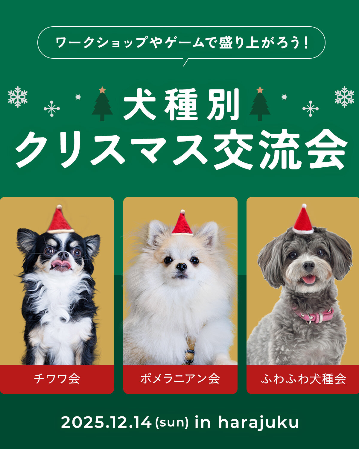 【犬種別クリスマス交流会】今年のnowaクリスマスは、チワワ・ポメラニアン・ふわふわ犬種会を12月14日に開催！