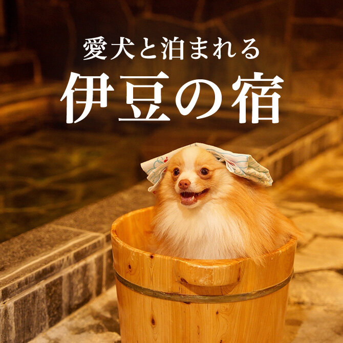 伊豆のペットと泊まれる人気宿