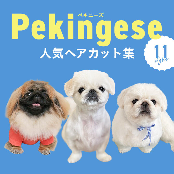 【ペキニーズの人気カット集】トリミングの参考になるかわいいカット11選