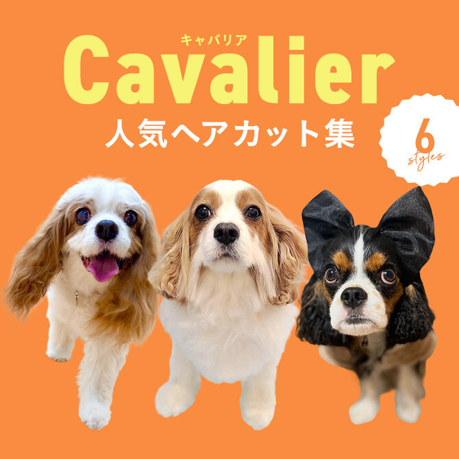 【キャバリアの人気カット集】トリミングの参考になるかわいいカット6選