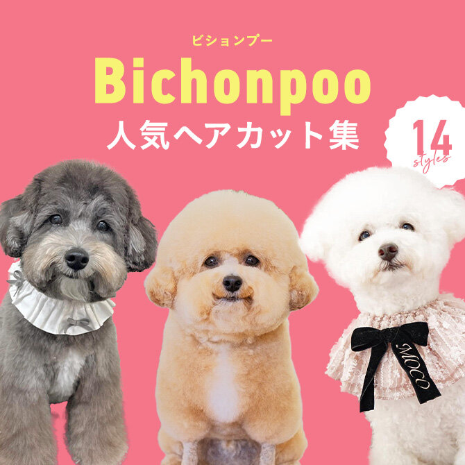 【ビションプーの人気カット集】トリミングの参考になるかわいいカット14選