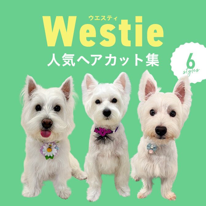 【ウエスト・ハイランド・ホワイト・テリアの人気カット集】トリミングの参考になるかわいいカット6選