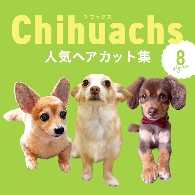 【チワックスの人気カット集】トリミングの参考になるかわいいカット8選