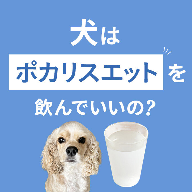 犬はポカリスエットを飲んでも大丈夫？正しい与え方と注意点【獣医師監修】
