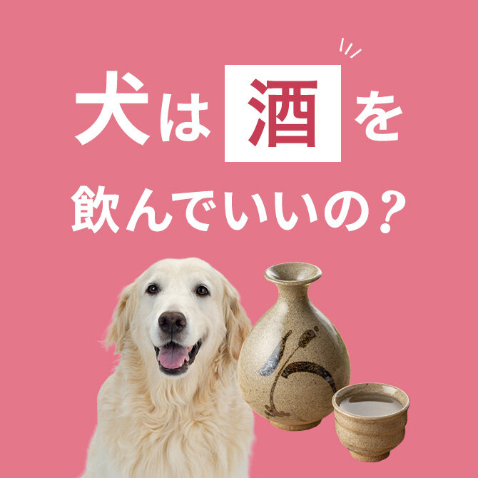 犬はお酒を舐めても大丈夫？舐めた場合の注意点【獣医師監修】