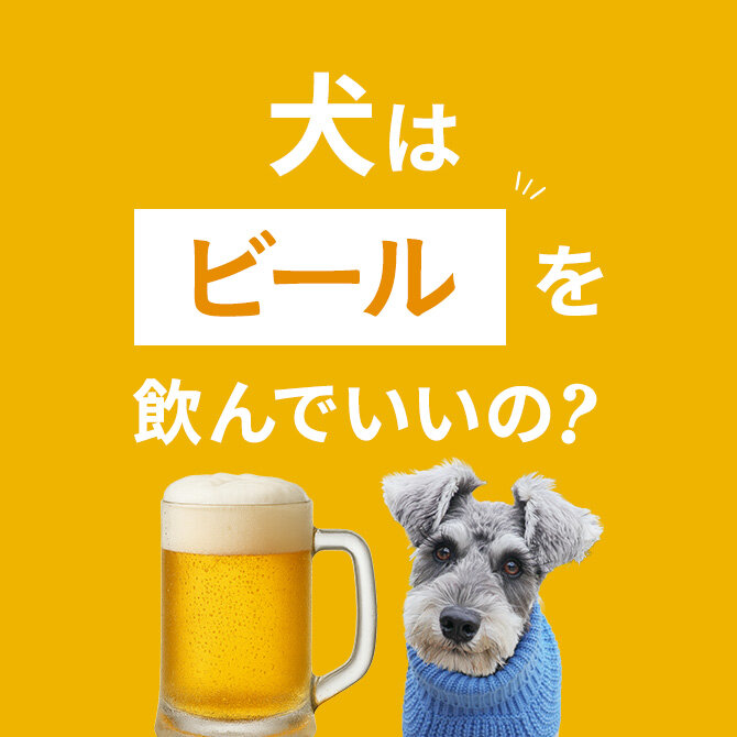 犬はビールを舐めても大丈夫？舐めた場合の注意点【獣医師監修】