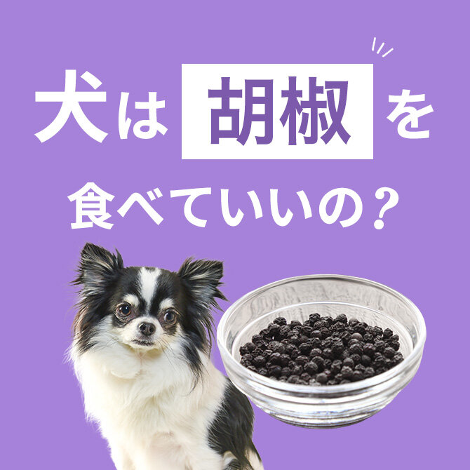 犬は胡椒を舐めても大丈夫？舐めた場合の注意点【獣医師監修】