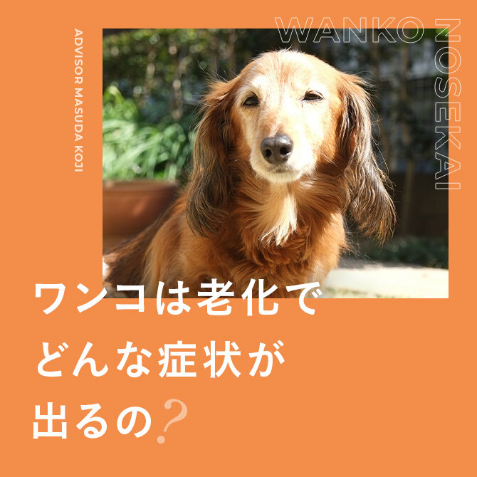 シニア犬の老化サインと受け入れる方法