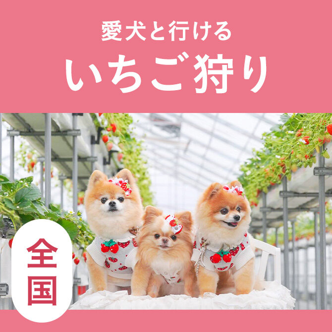 【全国】愛犬と行けるいちご狩り農園