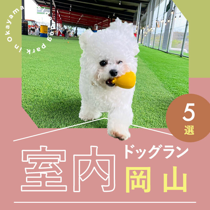 【岡山の室内ドッグラン5選】雨の日も真夏日でも遊べる人気の岡山の室内ドッグラン！