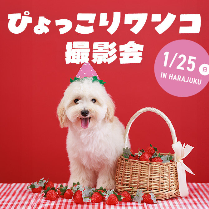 【ぴょっこりワンコ撮影会1月】ワンコnowa主催の人気愛犬撮影会は1月25日（日）に開催。
