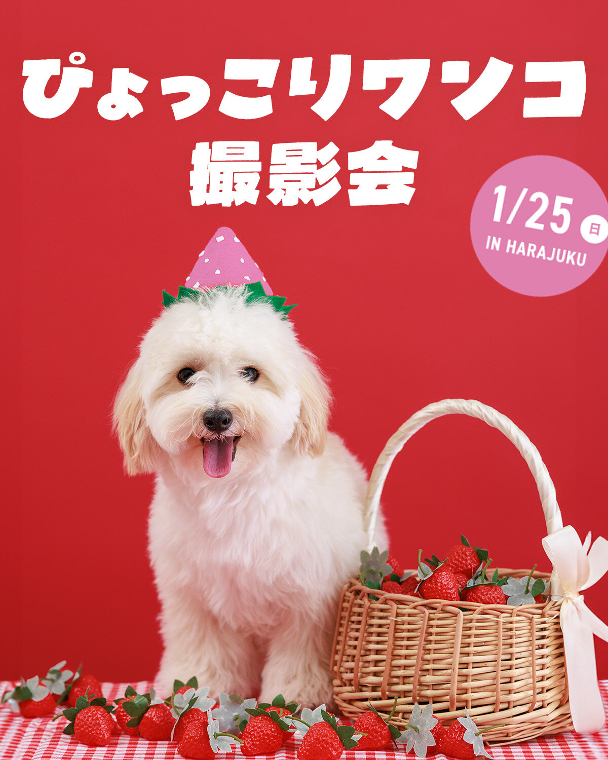 【ぴょっこりワンコ撮影会1月】ワンコnowa主催の人気愛犬撮影会は1月25日（日）に開催。