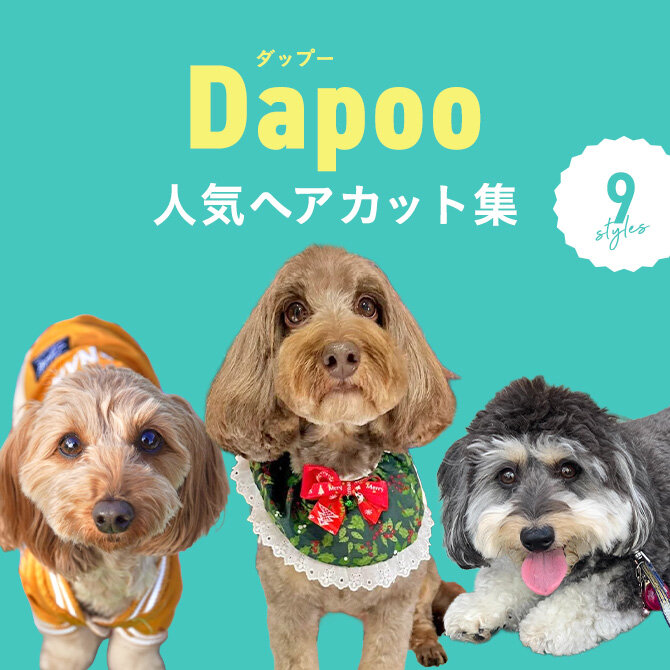 【ダップーの人気カット集】トリミングの参考になるかわいいカット9選