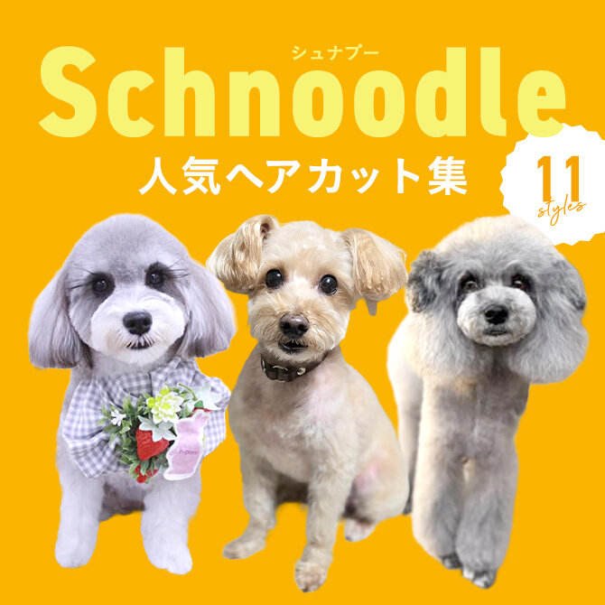 【シュナプー（シュヌードル）の人気カット集】トリミングの参考になるかわいいカット11選