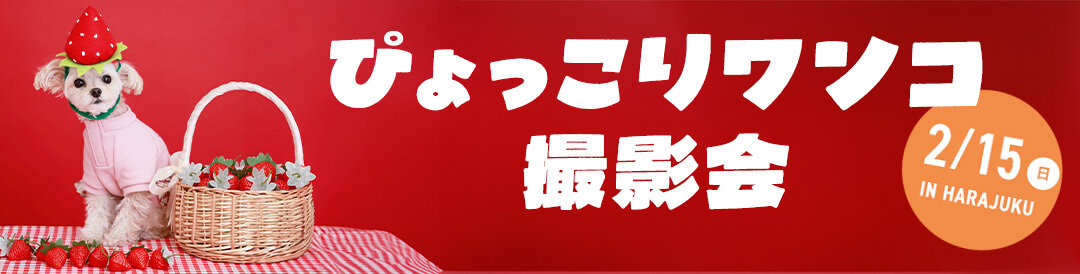 【ぴょっこりワンコ撮影会2月】ワンコnowa主催の人気愛犬撮影会は2月15日（日）に開催。