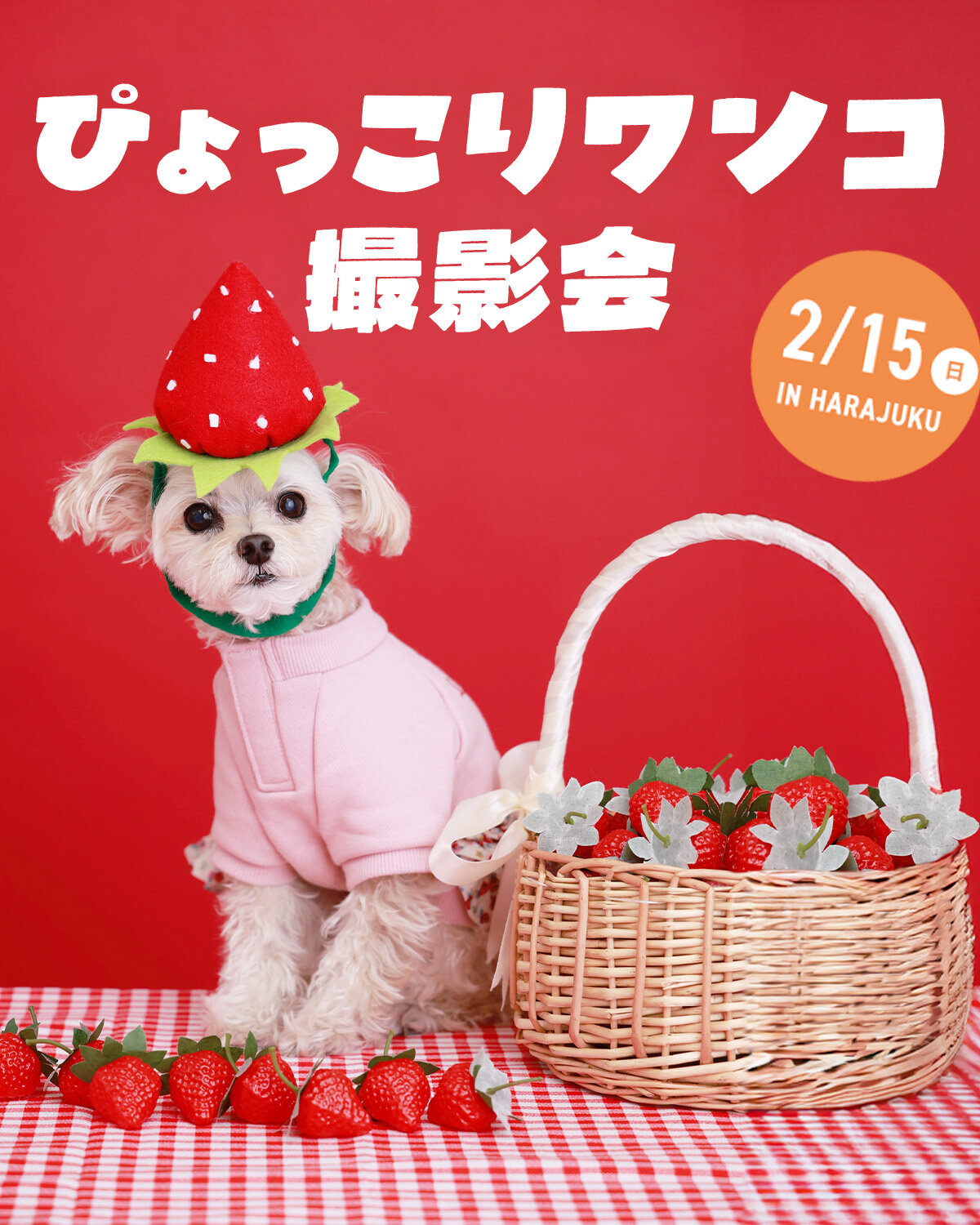 【ぴょっこりワンコ撮影会2月】ワンコnowa主催の人気愛犬撮影会は2月15日（日）に開催。