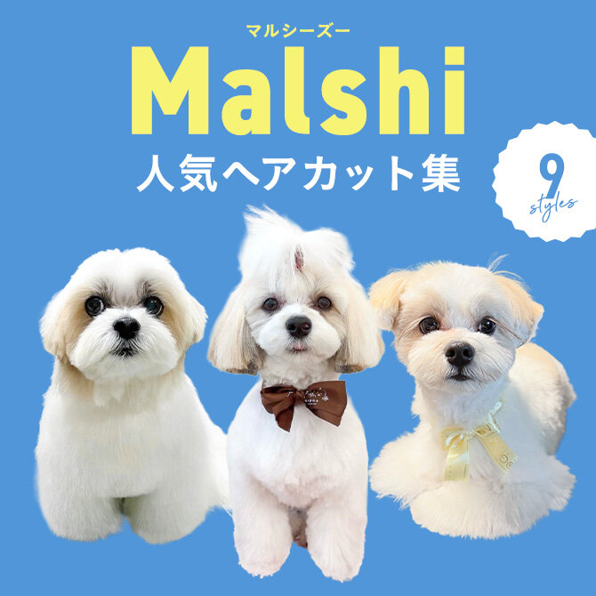 【マルシーズーの人気カット集】トリミングの参考になるかわいいカット9選