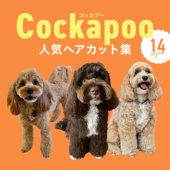 【コッカプーの人気カット集】トリミングの参考になるかわいいカット14選