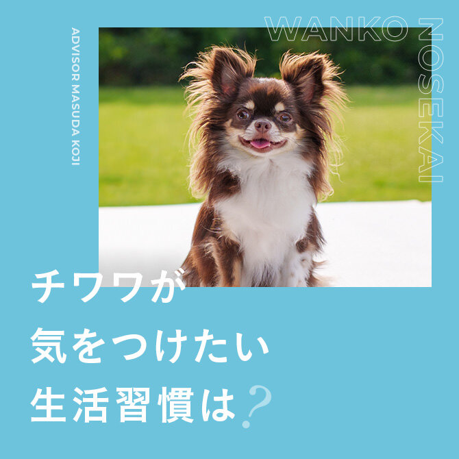 チワワの性格、飼いやすさ、特徴