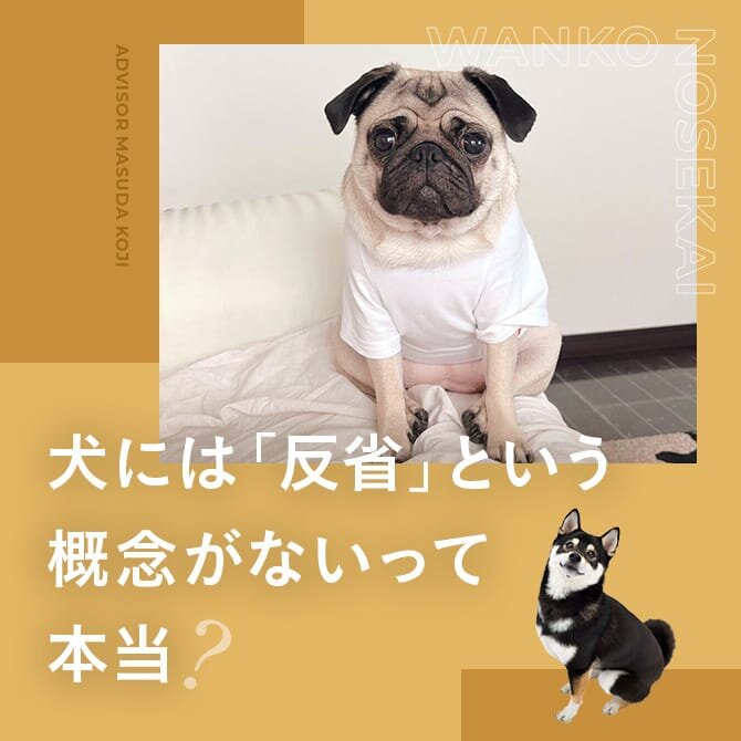 犬と人の違い｜犬の精神年齢は？犬には「反省」という概念がない？犬の寿命を伸ばすには？