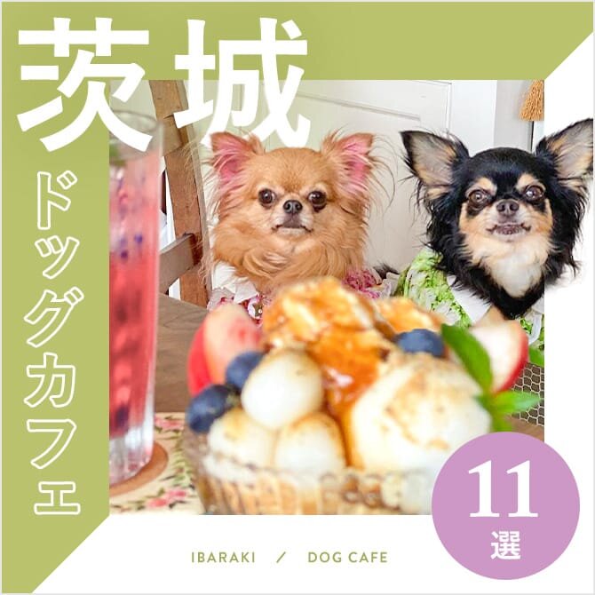 【茨城ドッグカフェ】茨城で人気のおすすめドッグカフェ11選｜2023年版
