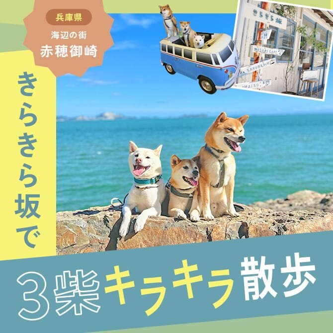【赤穂御崎のきらきら坂】3柴がレポート！愛犬ときらきら坂お散歩＆カフェランチ！