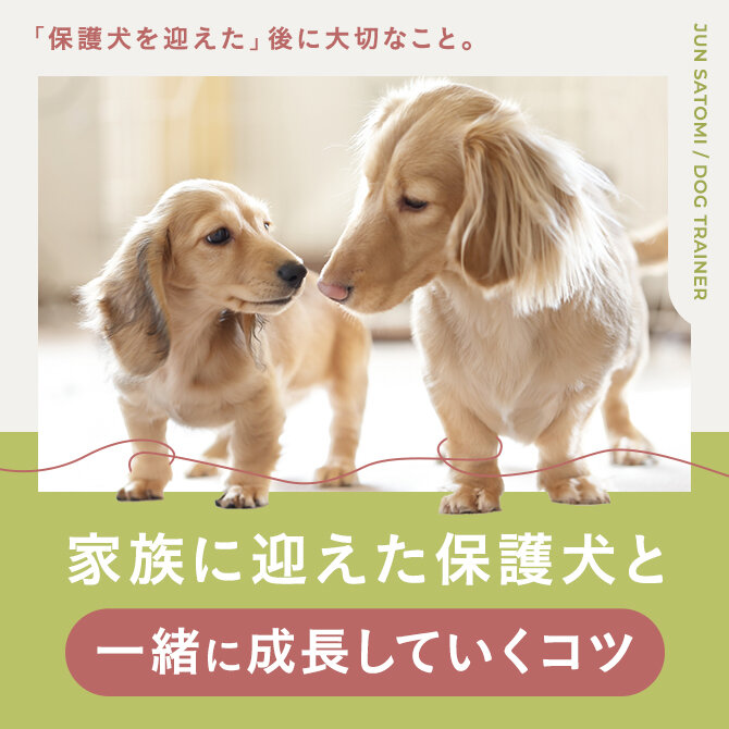 【保護犬を飼う難しさとうまく暮らすコツ】元保護団体スタッフ、ドッグトレーナーの里見さんに聞きました