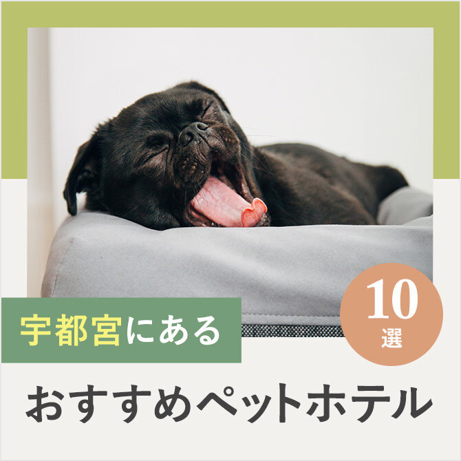 【ペットホテル宇都宮】宇都宮のドッグホテル10選！ペット宿泊・お預かり