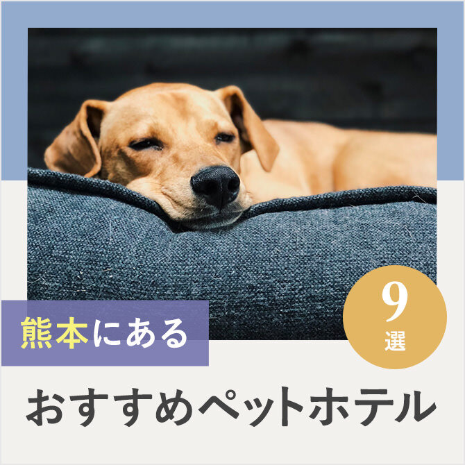 【ペットホテル熊本】熊本のドッグホテル9選！ペット宿泊・お預かり