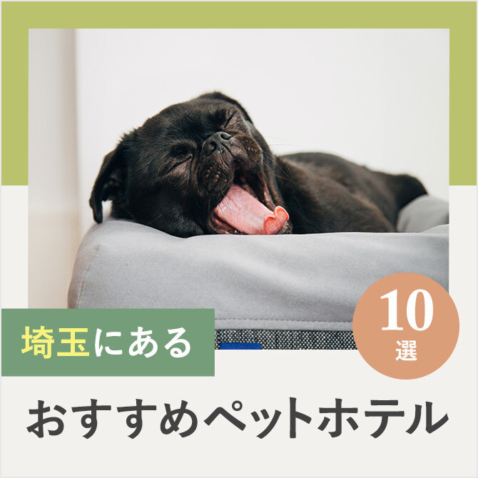 【ペットホテル埼玉】埼玉のドッグホテル10選！ペット宿泊・お預かり