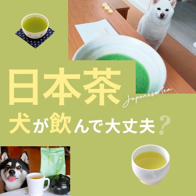 犬はお茶を飲んでも大丈夫？｜犬にお茶は与えていい？飲んではいけない？