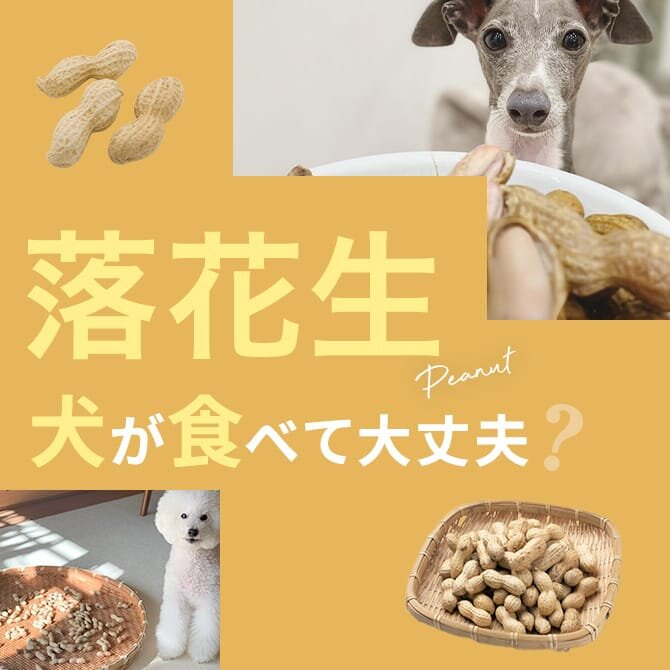 犬は落花生（ピーナッツ）を食べても大丈夫？｜犬に落花生（ピーナッツ）は与えていい？食べてはいけない？