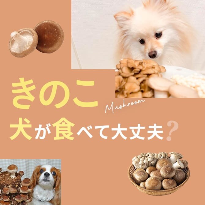 犬はきのこを食べても大丈夫？｜犬にきのこは与えていい？食べてはいけない？