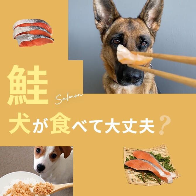 犬は鮭を食べても大丈夫？｜犬に鮭は与えていい？食べてはいけない？
