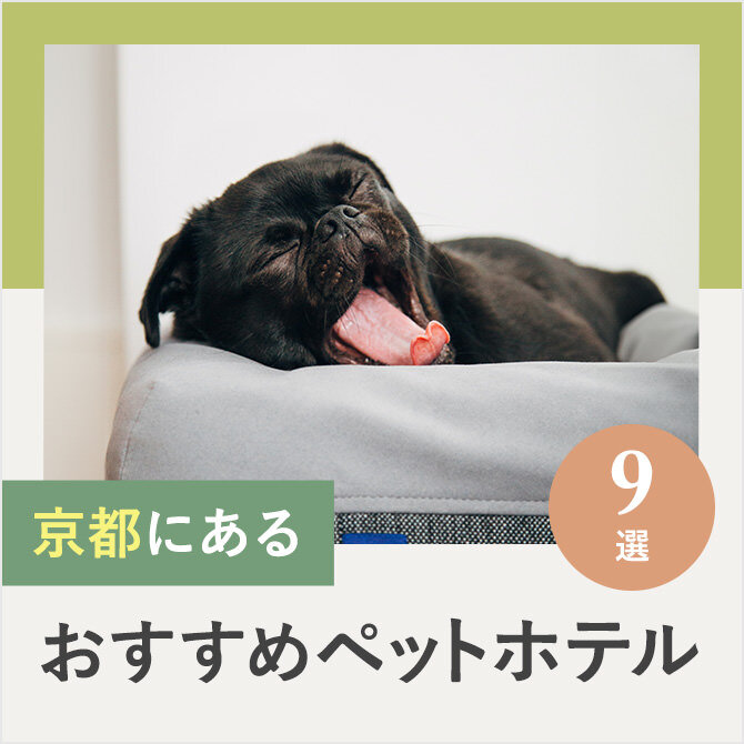 【ペットホテル京都】京都のドッグホテル9選！ペット宿泊・お預かり