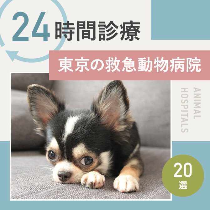 東京で24時間診療の救急動物病院｜24時間診療・夜間診療の動物病院まとめ