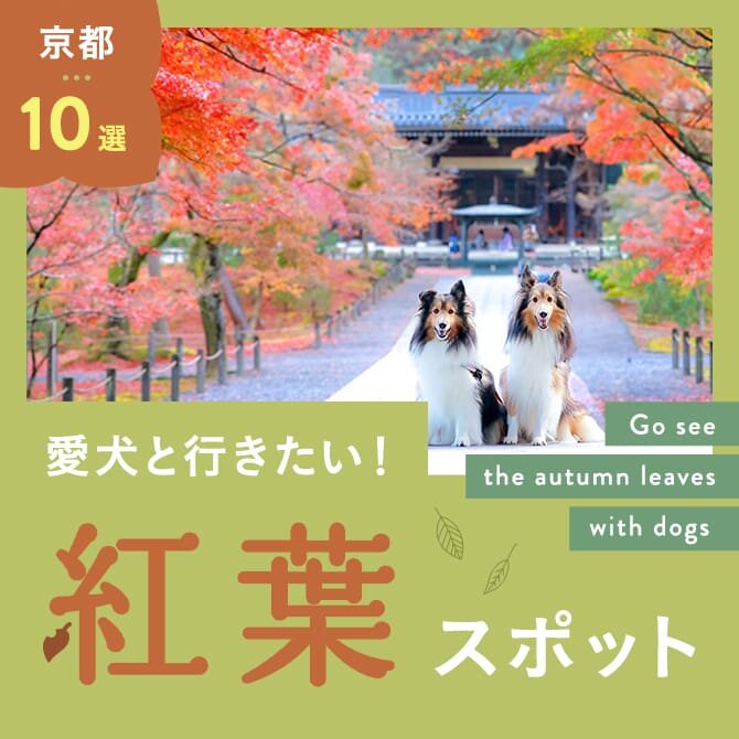 【京都の紅葉スポット10選】ペットOK！犬連れで行けるおすすめの紅葉スポット