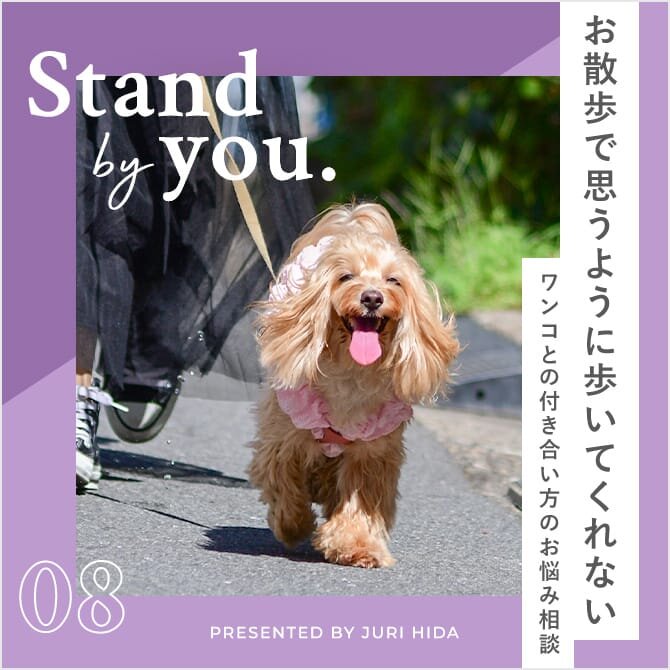 【犬が歩かない？】犬が散歩で立ち止まったりネコを追いかけたり。上手にお散歩するには？｜飛彈さんのしつけお悩み相談