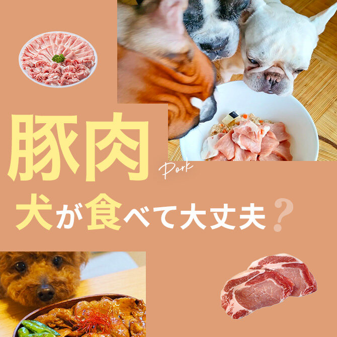犬は豚肉を食べても大丈夫？｜犬に豚肉は与えていい？食べてはいけない？