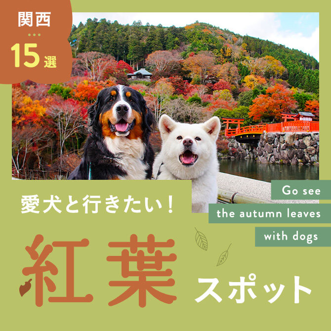 【関西の紅葉スポット15選】愛犬と行けるおすすめの紅葉スポット