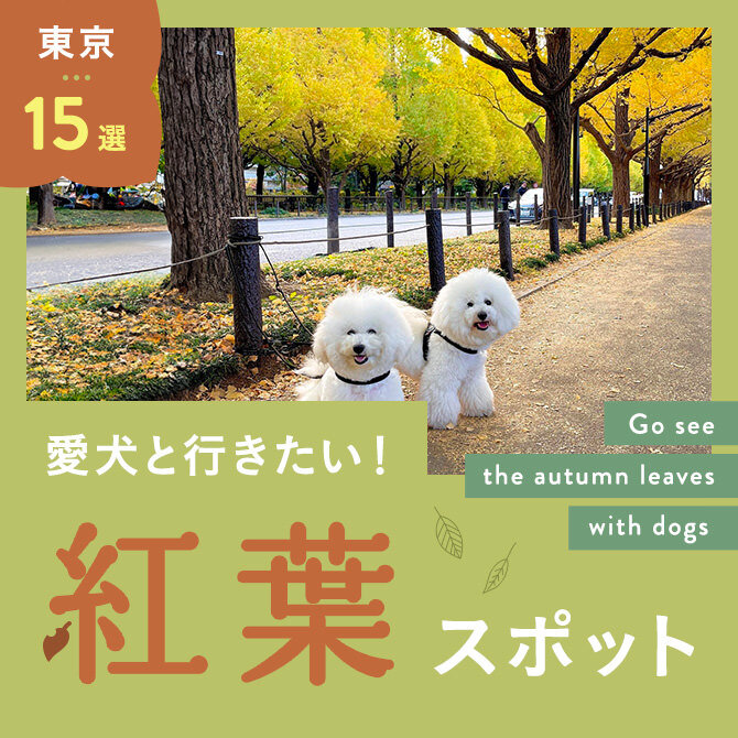 【愛犬と紅葉狩り・紅葉の名所15選】愛犬と行けるおすすめの紅葉スポット