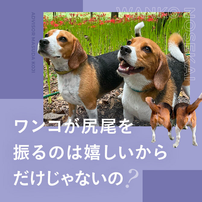 犬が尻尾を振る理由｜嬉しいだけじゃない？犬の尻尾は感情のバロメーター