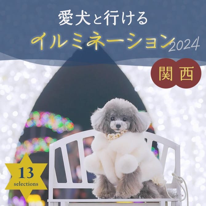 【関西のイルミネーション13選】愛犬と行けるおすすめの最新イルミネーション