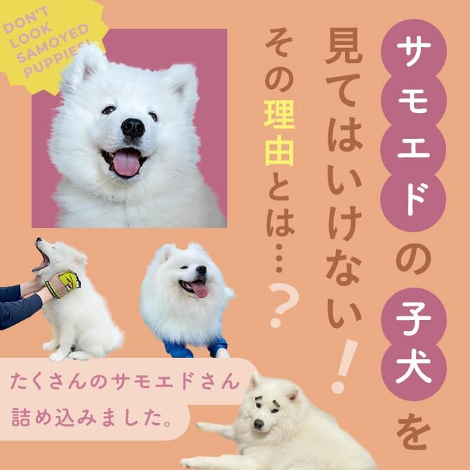 サモエドの子犬を見てはいけないのはなぜ？その理由と可愛すぎるサモエド画像！
