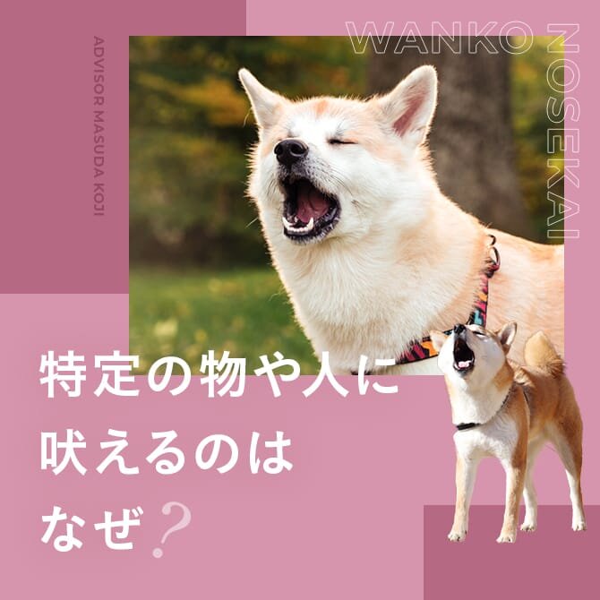 犬はなぜ吠えるのか？｜子犬の夜泣きは無視するべき？特定の人や物に吠える理由